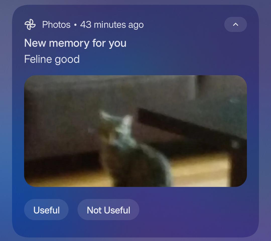 Feline good about posting this in 2026