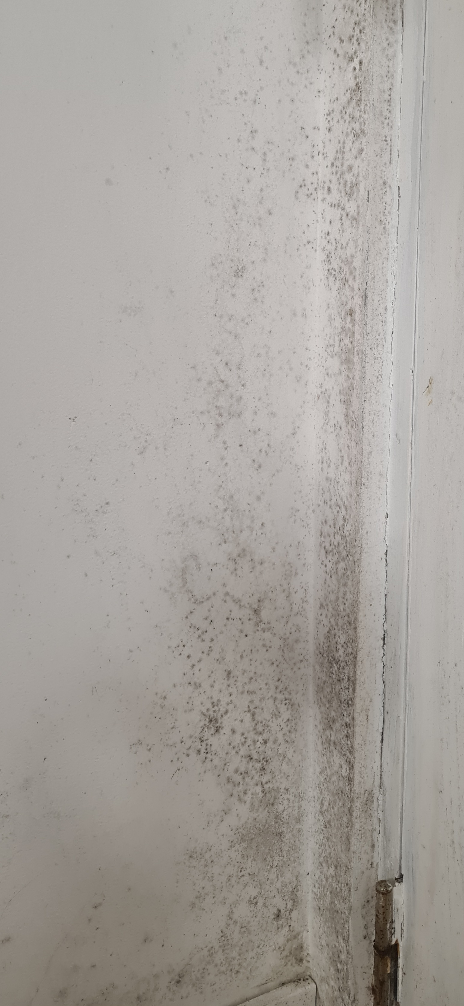 mold